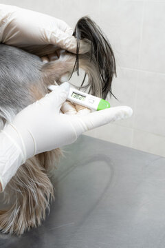 Close-up of a thermometer being used for rectal temperature measurement of a dog in a modern veterinary clinic. Concept: veterinary diagnostics, precise temperature monitoring, pet health.