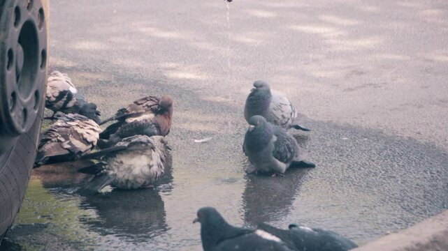 Close-up of pigeons washing themselves under a stream of water dripping from a car in summer.