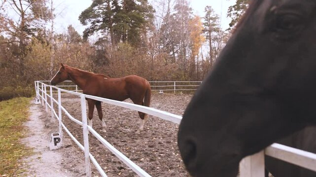 Close-up of black and light brown horses looking away in an autumn outdoor arena.
