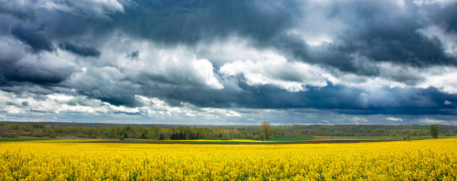 Rzepakowy Krajobraz z Obłokami 