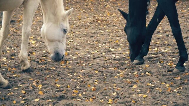 Close-up of two horse heads, one black and one white, scampering through a field of yellow leaves in autumn. Unity of opposites.