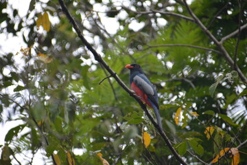 Trogon Elegans en Tortuguero costa Rica