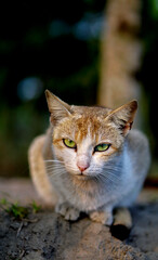 Capturing Feline Elegance: A Green-Eyed Cat’s Serene Outdoor Portrait
