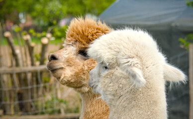 Obraz premium Funny portrait of an Alpaca, close up