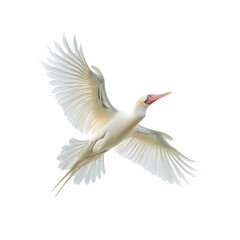 Obraz premium Majestic Flight of a White Ibis in Isolated Transparent Background