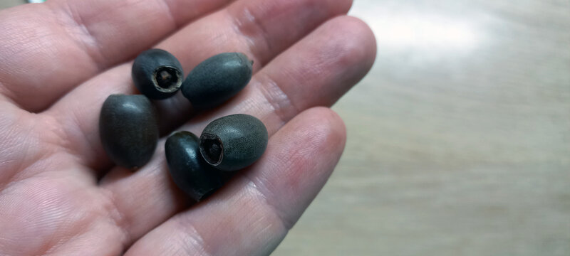 Close-up of a hand holding scarified lotus nut seeds prepared for germination. Nelumbo nucifera seeds with cut tips, ready for water soaking and sprouting.