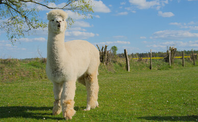 Some colourful Alpacas in the meadow
