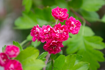 pink hydrangea flowers