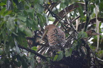 Garza Tigre en Tortuguero Costa Rica