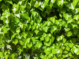A dense wall of vibrant green ivy leaves, creating a textured natural backdrop.