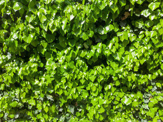 A dense wall of vibrant green ivy leaves, creating a textured natural backdrop.