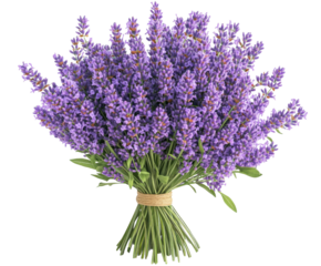 Lavender bouquet arrangement flower shop floral bright environment isolated on transparent background