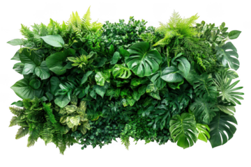 Lush greenery wall decoration on transparent background