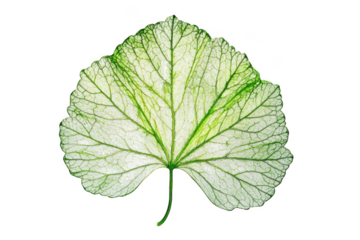 Variegated leaf close up illustration on transparent background