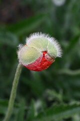 Kujawskie łąki. Poland