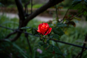 red rose in the garden