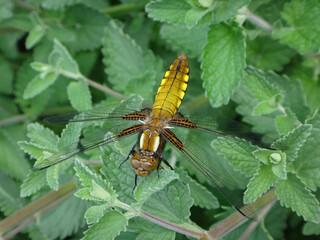 The broad-bodied chaser (Libellula depressa), female resting on catmint