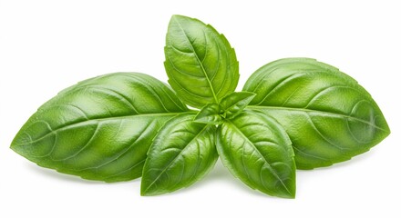 Vibrant Green Basil Leaves: Fresh, Aromatic Herb Sprig Isolated on White Background, Perfect for Culinary and Herbal Uses