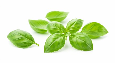 Fresh Green Basil Leaves, Vibrant Herb Sprig Isolated on White Background - Culinary Ingredient, Aromatic, Healthy Food