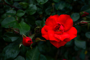 rose on the bush