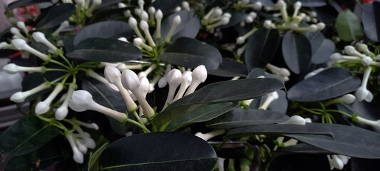 Obraz premium Close-up of Stephanotis floribunda, also known as Madagascar jasmine, with glossy dark green leaves and clusters of white tubular flower buds. A popular fragrant houseplant often used in weddings and 