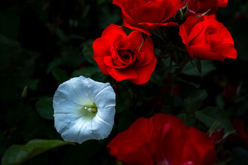 white flower in the red roses bush
