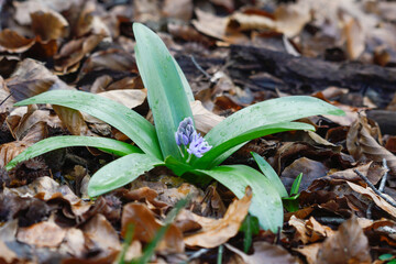 Close-up of the plant Scilla lilio hyacinthus in a beech forest