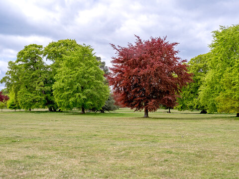 Trees with fresh spring leaves in a park
