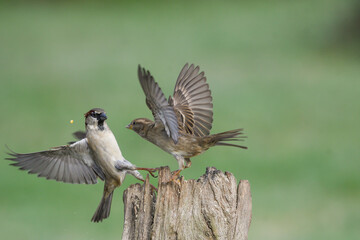 Couple of house sparrows fighting in the air