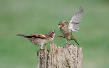 Couple of house sparrows fighting in the air