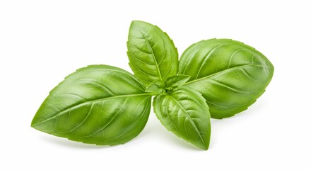 Vibrant Green Basil Sprig: Fresh, Aromatic Herb for Culinary Delights and Healthy Recipes. High quality professional stock photo suitable for commercial use.