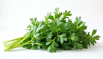 Fresh tarragon bunch on white backdrop. Artemisia dracunculus herb isolated. Healthy green leaves, stems, sprigs. Culinary ingredient, seasoning for cooking, medicine. Food, drink, herbal, top view.