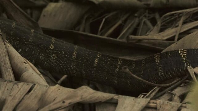 Varan africain en mouvement dans une permaculture tropicale &agrave; Cap Skirring, Casamance &ndash; Reptile film&eacute; en gros plan sur tronc d&rsquo;arbre dans la v&eacute;g&eacute;tation sauvage du S&eacute;n&eacute;gal en pleine natur
