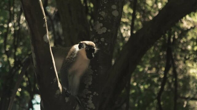 Ververt vert &agrave; beaux poils regarde au ralenti devant lui perch&eacute; sur un arbre en sautant sur un autre branche dans un parc zoologique de gambie 