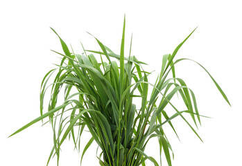 Bunch of green grass.