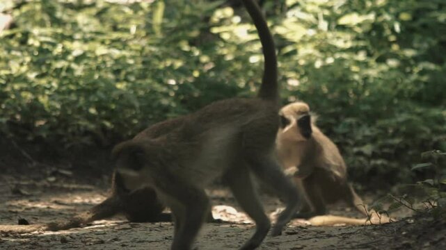 Un groupe de ververt vert &agrave; beaux poils sont au sol et mangeant des cacahu&egrave;tes au ralenti jet&eacute;s par des touristes europ&eacute;ens dans un parc zoologique de gambie 