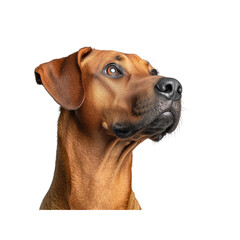 Obraz premium Majestic Rhodesian Ridgeback Dog Portrait Against Transparent Background