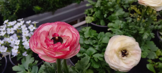 Close-up of blooming ranunculus flowers in a garden setting. Vibrant pink and soft white petals surrounded by green foliage, captured in natural light, ideal for spring or floral themes.