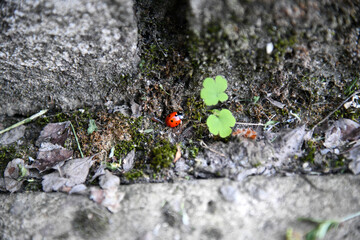 Beautiful red and black colored Asian Lady beetle or latin Harmonia axyridis on a green grass leaf in the beautiful morning light, good for multimedia content