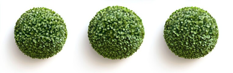 Three spherical topiary balls