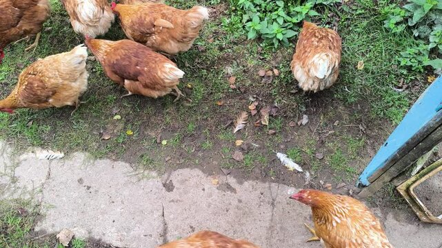 Young Loman Brown chickens in the pen eating food and pecking
