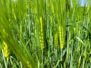Green wheat, unripe wheat in the field for agriculture and ecology concept