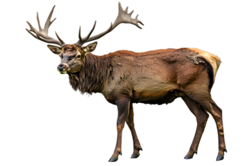 Majestic red deer stag isolated on black background large antlers png
