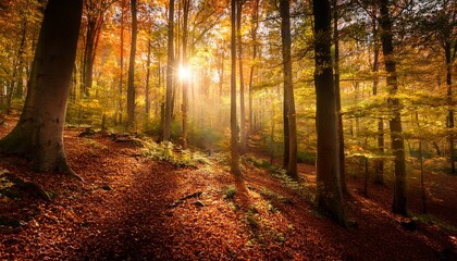 Fototapeta premium enchanting sunlit forest in autumn reveals changing light and vibrant foliage