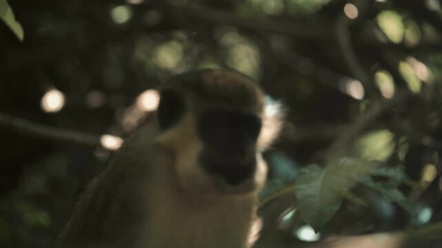 chlorocebus sabaeus ce singe d'afrique de l'ouest mange de cacahu&egrave;te jet&eacute;es par des touristes europ&eacute;ens au milieu des branches humides et chaudes et un feuillage orient&eacute; par les rayons du soleil 