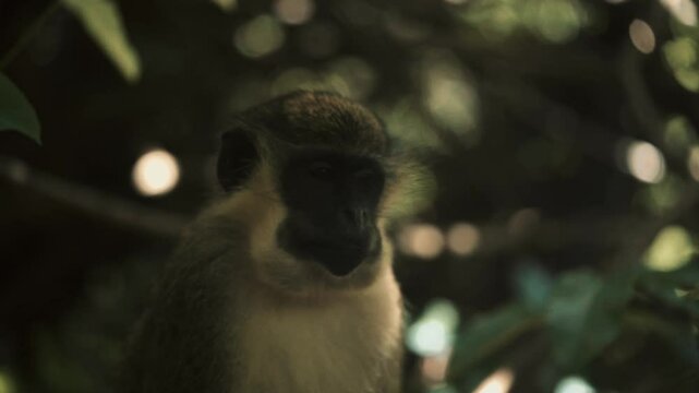 chlorocebus sabaeus ce singe d'afrique de l'ouest mange de cacahu&egrave;te jet&eacute;es par des touristes europ&eacute;ens au milieu des branches humides et chaudes et un feuillage orient&eacute; par les rayons du soleil 
