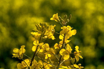 Detailed close-up of vibrant yellow canola flowers in bloom against a blurred background of green plants in natural sunlight