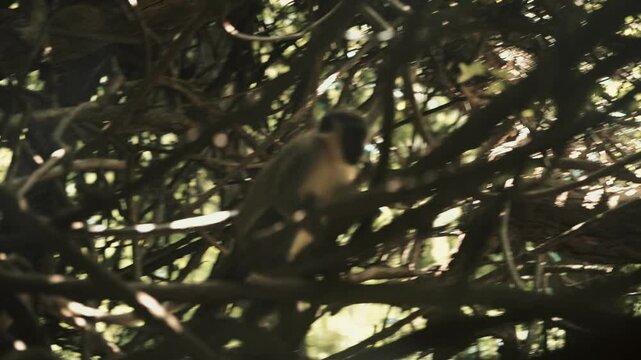 chlorocebus sabaeus ce singe d'afrique de l'ouest mange de cacahu&egrave;te jet&eacute;es par des touristes europ&eacute;ens au milieu des branches humides et chaudes et un feuillage orient&eacute; par les rayons du soleil 