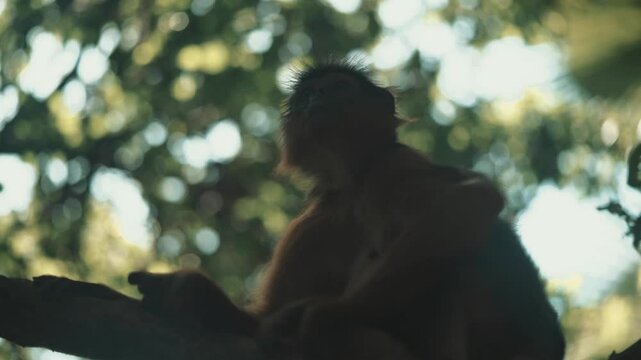 piliocolobus badius ce singe d'afrique de l'ouest grimpe une branche au dessus de la cam&eacute;ra grand angle 14mm pour observer le cameraman &agrave; son tour dans le grand parc zoologique de gambie