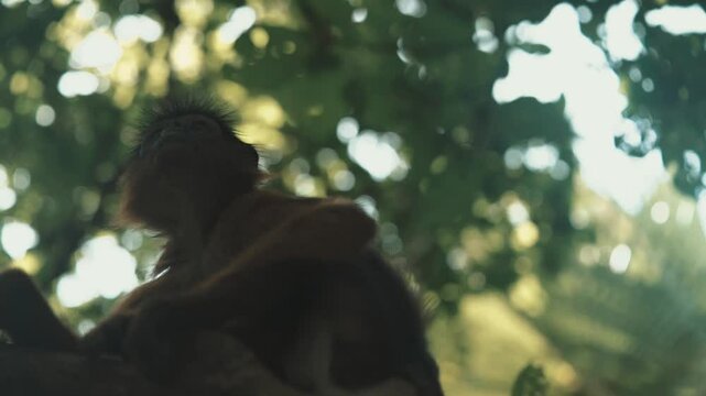 piliocolobus badius ce singe d'afrique de l'ouest grimpe une branche au dessus de la cam&eacute;ra pour observer le cameraman &agrave; son tour dans le grand parc zoologique de gambie